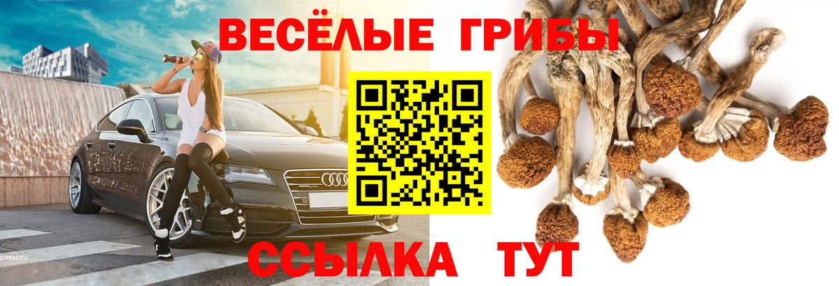 Псилоцибиновые грибы Psilocybe Юрга